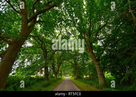 Germania, Meclemburgo-Pomerania, Ruegen, Sellin, vuoto strada alberata Foto Stock