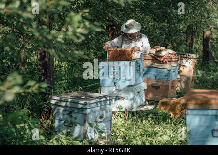 Russland, apicoltore frame di controllo con le api da miele Foto Stock