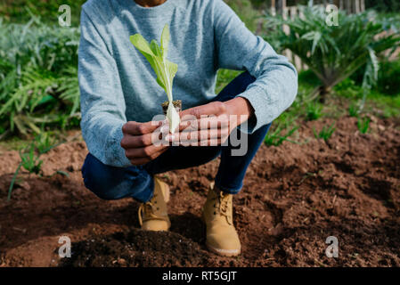 Donna di piantare le piantine di lattuga in un orto Foto Stock