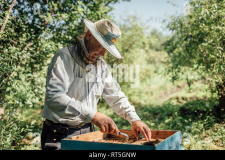 Russland, apicoltore frame di controllo con le api da miele Foto Stock