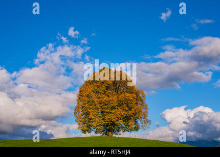 Friedenslinde (Tilia) auf der Wittelsbacher Hoehe, 881m, Illertal, Allgaeu, Bayern, Deutschland, Europa Foto Stock
