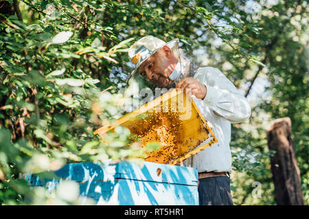 Russland, apicoltore frame di controllo con le api da miele Foto Stock