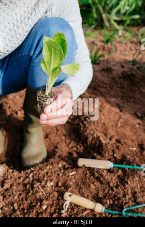 Uomo di piantare le piantine di lattuga in un orto Foto Stock