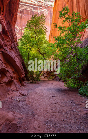 Verde di pioppi neri americani di albero in una stretta fessura canyon canyon lungo, Burr Trail, Grand Staircase-Escalante monumento nazionale, Utah Foto Stock