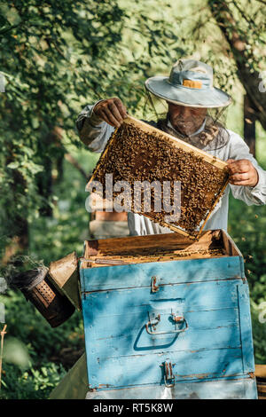 Russland, apicoltore frame di controllo con le api da miele Foto Stock