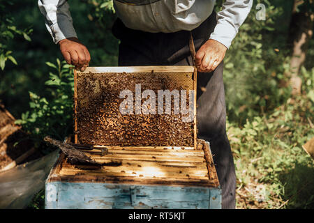 Russland, apicoltore frame di controllo con le api da miele Foto Stock