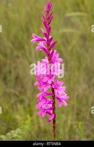 La rosa di fiori di un Watsonia nel selvaggio praterie di Kwa-Zulu Natal, Sud Africa. Foto Stock