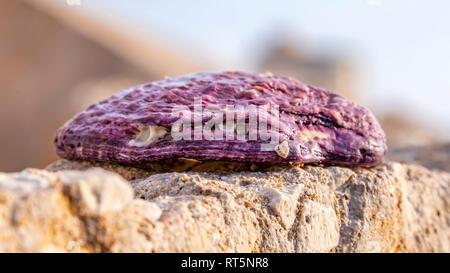 Grande guscio rosa con piccole conchiglie inframezzate su pietra arenaria close up Foto Stock