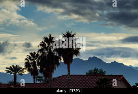 Montagne coperte nebbia mattutina con silhouette di Palm in Arizona, Stati Uniti d'America Foto Stock