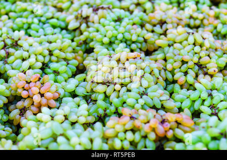 Un primo piano immagine di uva verde per la vendita su un street hawker carrello in Hyderabad, Telangana, India. Foto Stock