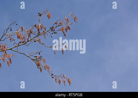 Maschio e femmina amenti ontano su un cielo blu - corylus avellana. Foto Stock