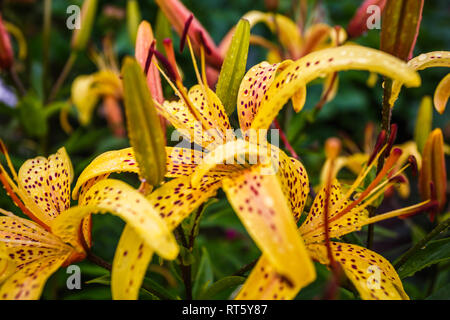 Wild yellow tiger lilies in giardino. Il Lilium lancifolium come sfondo o sfondo. Foto Stock