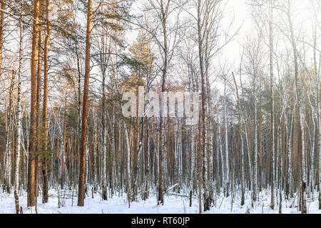 Pino e betulla in inverno foresta su una luminosa giornata di sole Foto Stock