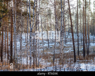 Pino e betulla in inverno foresta su una luminosa giornata di sole Foto Stock