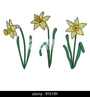 Set di disegnati a mano narciso. Fiori isolati su bianco. Foto Stock