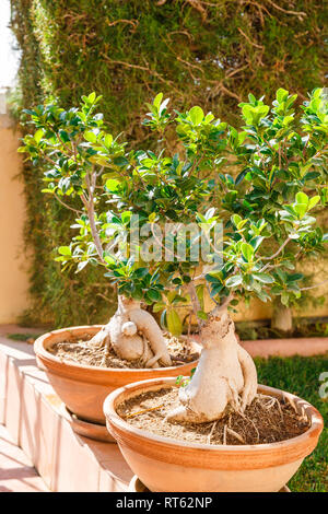 Due bonsai di banyan alberi in vasi in giardino. Foto Stock