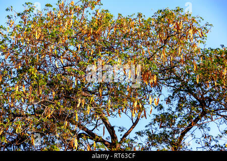 Albizia lebbeck albero carico di frutti di maturazione pods. Le foglie, semi, corteccia e i fiori sono tutti usati medicalmente. È astringente e sostanze psicoattive. Foto Stock