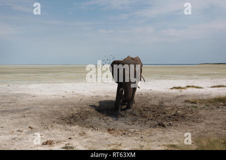Primo piano di un elefante rivolta verso il fotografo ricoperte di fango gettare fango su se stesso da una piccola pozza di fango Foto Stock