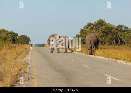 Primo piano della enorme elefante a piedi nei prati e quella che attraversa la strada in Africa Foto Stock