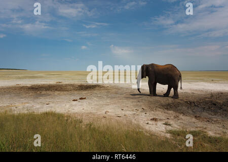 Primo piano di un elefante che cammina verso una seconda piccola pozza di fango Foto Stock