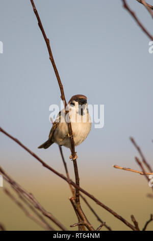 Eurasian tree sparrow (Passer montanus) appollaiato su un ramo Foto Stock