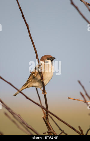 Eurasian tree sparrow (Passer montanus) appollaiato su un ramo Foto Stock