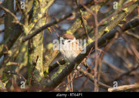 Eurasian tree sparrow (Passer montanus) appollaiato su un ramo Foto Stock