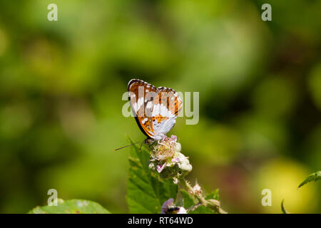 Limenitis camilla, (Eurasian) bianco admiral, è una farfalla della famiglia Nymphalidae Foto Stock