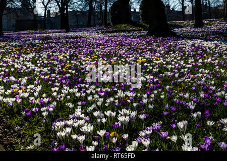 Crochi in fiore en masse a Lister Park, Bradford, Yorkshire. Foto Stock