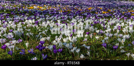 Crochi in fiore en masse a Lister Park, Bradford, Yorkshire. Foto Stock