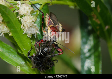 Apiomerus flaviventris, con preda e flidi freeloader, Famiglia Milichiidae, su salice-salice, Baccharis salicifolia Foto Stock