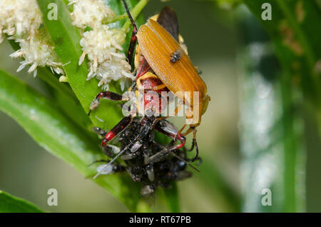 Apiomerus flaviventris, con preda e flidi freeloader, Famiglia Milichiidae, su salice-salice, Baccharis salicifolia Foto Stock