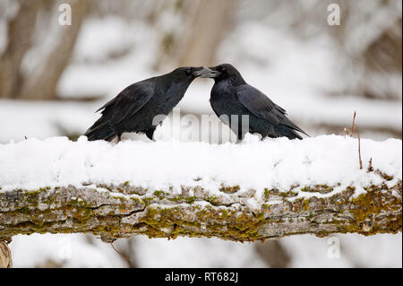 Corvi comune (Corvus corax) "kissing' come parte dei rituali di corteggiamento Foto Stock