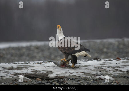Adulto aquila calva (Haliaeetus leucocephalus) con una testa di salmone urlando a un altro eagle overhead vicino Haines, Alaska Foto Stock