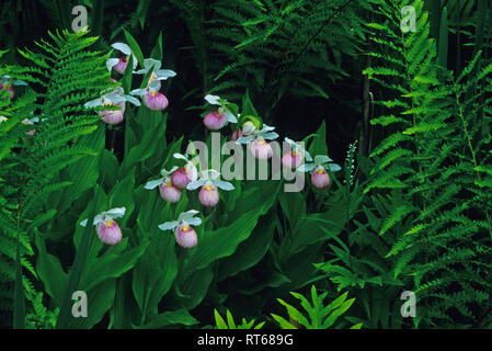 Appariscente lady pantofola fioriture di orchidee Foto Stock