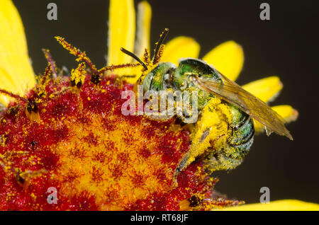 Il sudore Bee, Agapostemon sp., sulla cupola rossa Blanketflower, Gaillardia pinnatifida Foto Stock