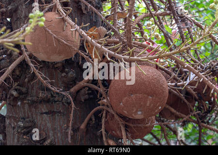 La frutta tropicale nota come le palle di cannone appeso sulla struttura ad albero Couroupita guianensis. Cannonball alberi da frutto. Foto Stock