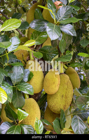 Close-up di diverse jackfruits (Artocarpus heterophyllus), noto anche come jack tree, fenne, jakfruit, jack o jak, appeso a un albero. Foto Stock