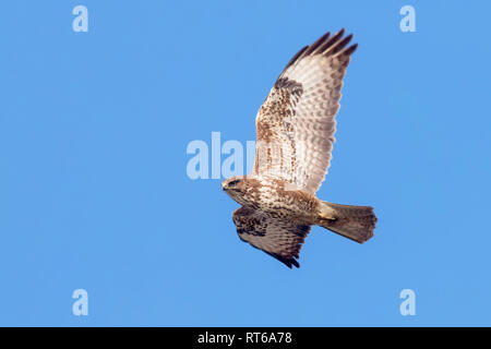 Comune Poiana (Buteo buteo) in volo Foto Stock