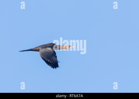 Cormorano pigmeo in volo (Microcarbo pygmaeus) Foto Stock