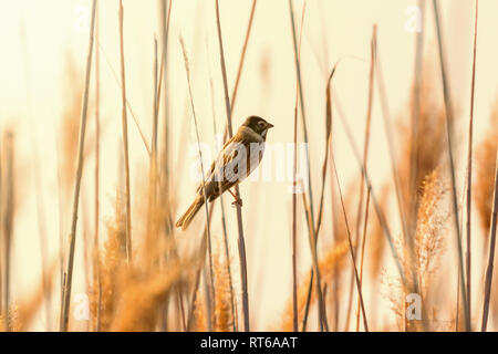 Comune di reed bunting (Emberiza schoeniclus) seduto sul pettine Foto Stock