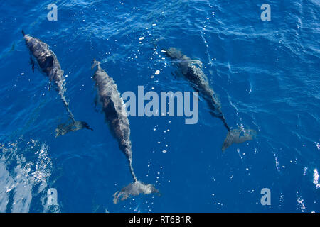 Gruppo di spinner i delfini nuotare insieme nelle acque al largo di Kauai, Hawaii. Foto Stock