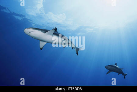 Blacktip gli squali, Yap, Micronesia. Foto Stock