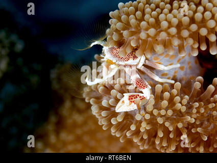 Il granchio di porcellana in anemone, Yap, Micronesia. Foto Stock