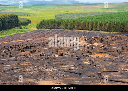 Una piantagione forestale sito è bruciato per eliminare residui di foresta dopo la raccolta in Kwa-Zulu Natal, Sud Africa. Foto Stock