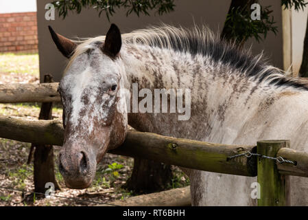 Una curiosa cavallo guardando sopra un recinto con la videocamera. Kwa-Zulu Natal, Sud Africa. Foto Stock