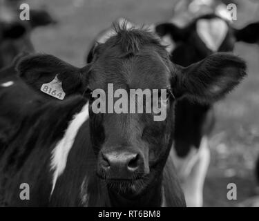 Bianco e nero ritratto di una giovane e bella mucca nel Natal Midlands, Sud Africa. Foto Stock