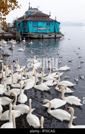La svizzera di Zurigo. Il cabaret Herzbaracke-theatre su un natante sul lago di Zurigo. Herzbaracke nella Svizzera di lingua tedesca significa o caserma di cuore Foto Stock