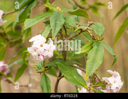 Daphne bholua 'Jaqueline Postill' in fiore Foto Stock