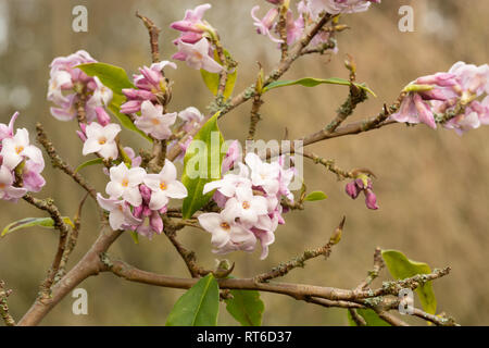 Daphne bholua 'Jaqueline Postill' in fiore Foto Stock